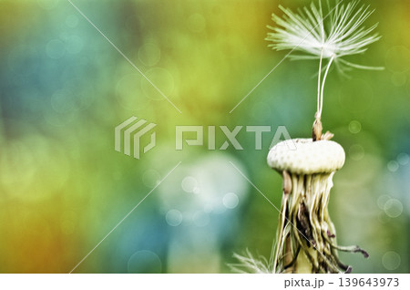 Dandelion at the meadow spring pollination seeds in green color Dandelion at the meadow spring pollination seeds in green color 139643973