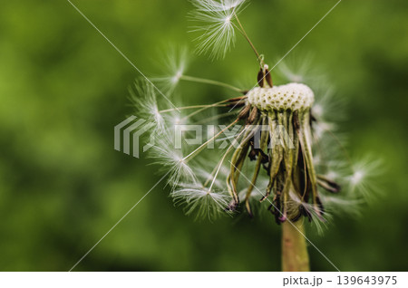 Dandelion at the meadow spring pollination seeds in green color Dandelion at the meadow spring pollination seeds in green color 139643975