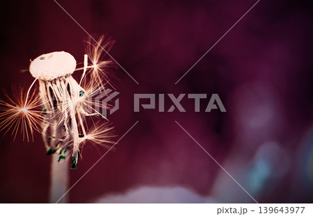 Dandelion at the meadow spring pollination seeds in violet purple pink color Dandelion at the meadow spring pollination seeds in violet purple pink color 139643977