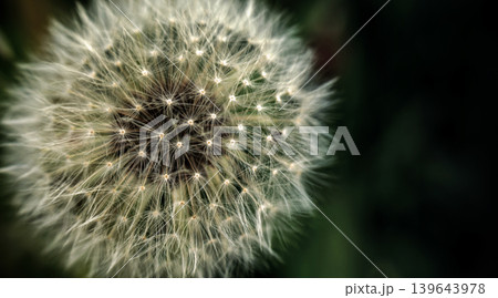 Dandelion at the meadow spring pollination seeds in green color Dandelion at the meadow spring pollination seeds in green color 139643978