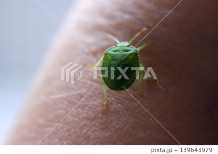 green beetle worm with armor walks on human skin insect green beetle worm with armor walks on human skin insect 139643979