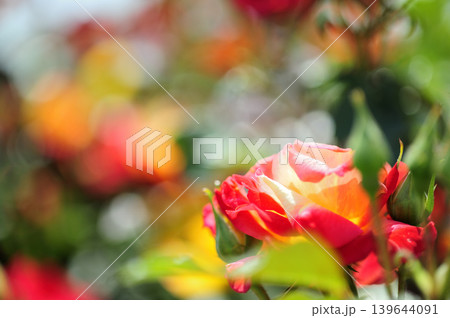 近所で見たバラの花 139644091