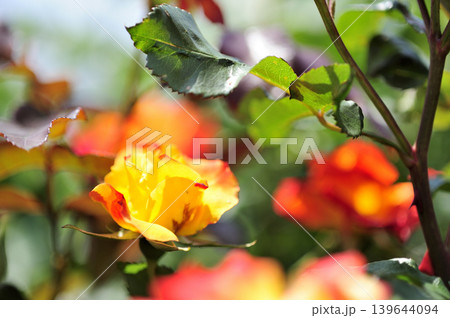 近所で見たバラの花 近所で見たバラの花 139644094