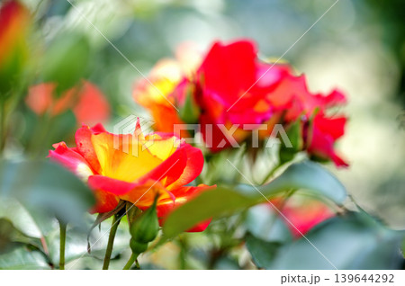 近所で見たバラの花 139644292