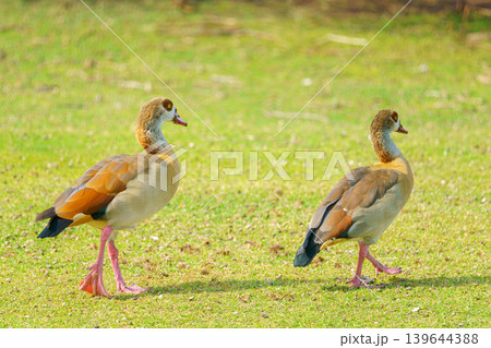 Sir Bani Yas Island, United Arab Emirates - Jan 18 2024, close up view of wild ducks, egiptian geese, walking on the ground in a safari park, Sir Bani Yas Island, UAE 139644388