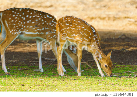 Sir Bani Yas Island, United Arab Emirates - Jan 18 2024, a close up view of the field where deer graze, at daytime, in safari park Sir Bani Yas Island, UAE Sir Bani Yas Island, United Arab Emirates - Jan 18 2024, a close up view of the field where deer graze, at daytime, in safari park Sir Bani Yas Island, UAE 139644391