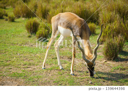Sir Bani Yas Island, United Arab Emirates - Jan 18 2024, Close-up view of antelopes grazing in a field, savannah, in a safari park, Sir Bani Yas Island, UAE 139644398
