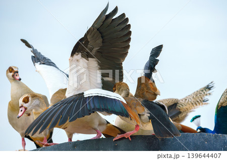 Sir Bani Yas island, United Arab Emirates, A close-up view of a wild duck nest, birds flapping their wings against a light blue sky, in a safari park, without people, at daytime, Sir Bani Yas, UAE 139644407