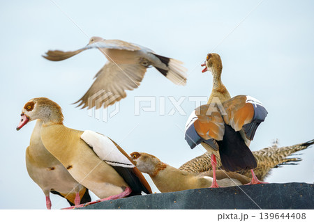 Sir Bani Yas island, United Arab Emirates, A close-up view of a wild duck nest, birds flapping their wings against a light blue sky, in a safari park, without people, at daytime, Sir Bani Yas, UAE 139644408