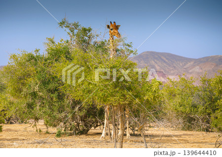 Sir Bani Yas Island, United Arab Emirates - Jan 18 2024, Panoramic view of a giraffe walking among the trees, full-length, at daytime, in a safari park of the Sir Bani Yas Island, UAE 139644410
