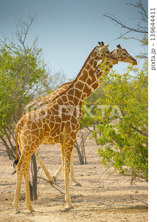 Sir Bani Yas Island, United Arab Emirates - Jan 18 2024, Panoramic view of a giraffe walking among the trees, full-length, at daytime, in a safari park of the Sir Bani Yas Island, UAE Sir Bani Yas Island, United Arab Emirates - Jan 18 2024, Panoramic view of a giraffe walking among the trees, full-length, at daytime, in a safari park of the Sir Bani Yas Island, UAE 139644411