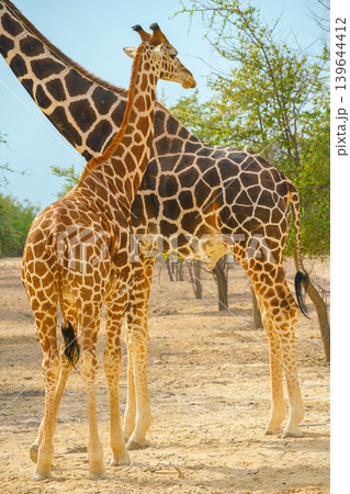 Sir Bani Yas Island, United Arab Emirates - Jan 18 2024, Panoramic view of a giraffe walking among the trees, full-length, at daytime, in a safari park of the Sir Bani Yas Island, UAE 139644412