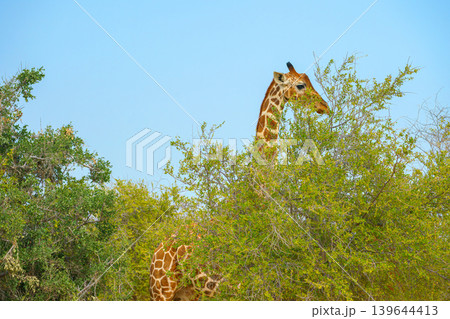 Sir Bani Yas Island, United Arab Emirates - Jan 18 2024, Panoramic view of a giraffe walking among the trees, full-length, at daytime, in a safari park of the Sir Bani Yas Island, UAE 139644413