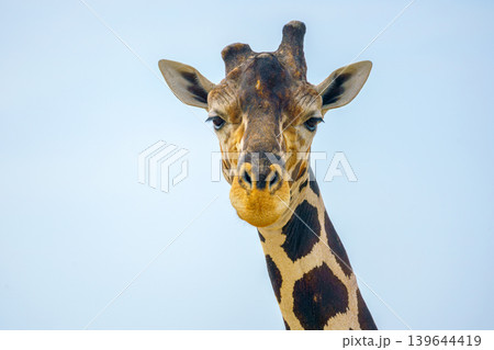 Sir Bani Yas Island, United Arab Emirates - Jan 18 2024, Close-up view of giraffe heads among the trees, in a safari park, at daytime, Sir Bani Yas Island, UAE 139644419