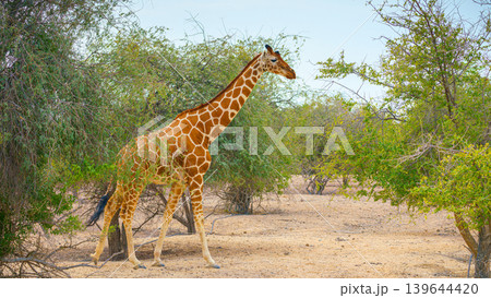 Sir Bani Yas Island, United Arab Emirates - Jan 18 2024, Panoramic view of a giraffe walking among the trees, full-length, at daytime, in a safari park of the Sir Bani Yas Island, UAE 139644420
