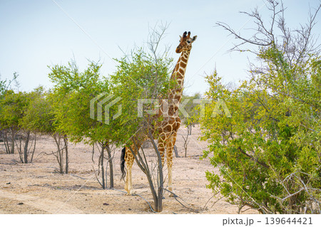 Sir Bani Yas Island, United Arab Emirates - Jan 18 2024, Panoramic view of a giraffe walking among the trees, full-length, at daytime, in a safari park of the Sir Bani Yas Island, UAE 139644421