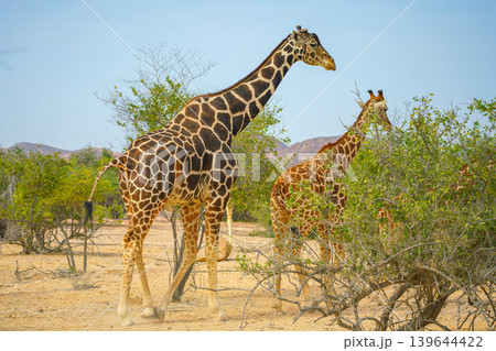 Sir Bani Yas Island, United Arab Emirates - Jan 18 2024, Panoramic view of a giraffe walking among the trees, full-length, at daytime, in a safari park of the Sir Bani Yas Island, UAE 139644422