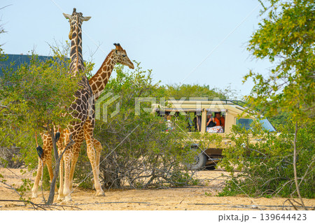 Sir Bani Yas Island, United Arab Emirates - Jan 18 2024, Panoramic view of two giraffes standing among trees next to a car with tourists, at daytime,  in a safari park of the Sir Bani Yas Island, UAE 139644423