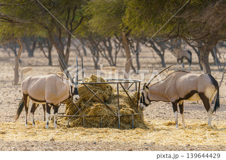 Sir Bani Yas Island, United Arab Emirates - Jan 18 2024, close-up view of a herd of saber-horned antelopes, or Saharan oryx, resting in field at daytime, in a safari parkSir Bani Yas Island, UAE Sir Bani Yas Island, United Arab Emirates - Jan 18 2024, close-up view of a herd of saber-horned antelopes, or Saharan oryx, resting in field at daytime, in a safari parkSir Bani Yas Island, UAE 139644429