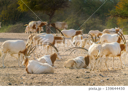 Sir Bani Yas Island, United Arab Emirates - Jan 18 2024, close-up view of a herd of saber-horned antelopes, or Saharan oryx, resting in field at daytime, in a safari parkSir Bani Yas Island, UAE Sir Bani Yas Island, United Arab Emirates - Jan 18 2024, close-up view of a herd of saber-horned antelopes, or Saharan oryx, resting in field at daytime, in a safari parkSir Bani Yas Island, UAE 139644430