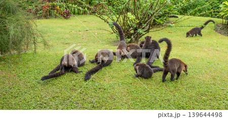 A Family Group of Coatis at Play on the Ground in Costa Rica A Family Group of Coatis at Play on the Ground in Costa Rica 139644498
