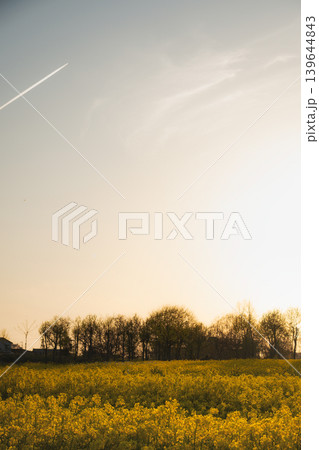夕暮れ時の菜の花畑に伸びる白い飛行機雲 夕暮れ時の菜の花畑に伸びる白い飛行機雲 139644843