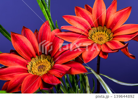 Two red gazania flowers with water drops on a dark blue background 139644892