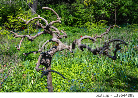 Unique Gnarly Tree Trunk With Twisted Branches In Spring Garden 139644899