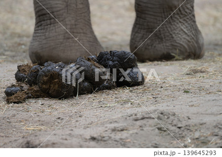 Close-up of fresh elephant dung on sandy ground. Close-up of fresh elephant dung on sandy ground. 139645293
