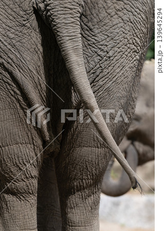 Elephant Skin and Tail Detail 139645294