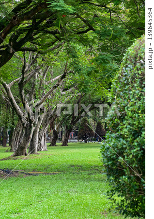 The scene of the public park in Taipei city, Taiwan. Green trees in the park in Taipei. Nature and travel concept. The scene of the public park in Taipei city, Taiwan. Green trees in the park in Taipei. Nature and travel concept. 139645364