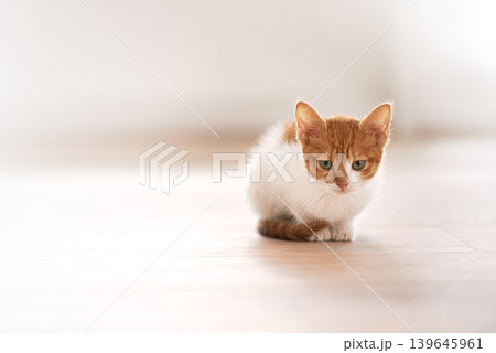 Pets, animal care and cat on a floor in a house waiting, chilling and sitting on a floor looking curious. Ginger, watching and kitten in a room at home for morning routine and games, cute and sweet Pets, animal care and cat on a floor in a house waiting, chilling and sitting on a floor looking curious. Ginger, watching and kitten in a room at home for morning routine and games, cute and sweet 139645961