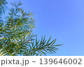 青空へ伸びる細く長い葉 139646002