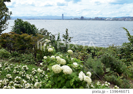 紫陽花の花と琵琶湖 紫陽花の花と琵琶湖 139646071