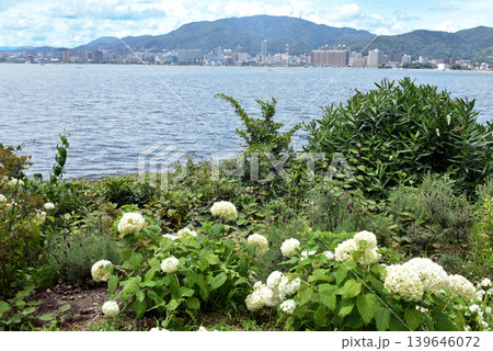 紫陽花の花と琵琶湖 139646072