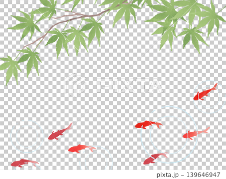 Japanese-style background illustration of blue maple leaves and goldfish 2 Japanese-style background illustration of blue maple leaves and goldfish 2 139646947
