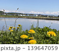 タンポポ咲く水田と雪山　北海道旭川西神楽の春 139647059