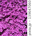 満開の芝桜　北海道旭川の春の庭 139647060