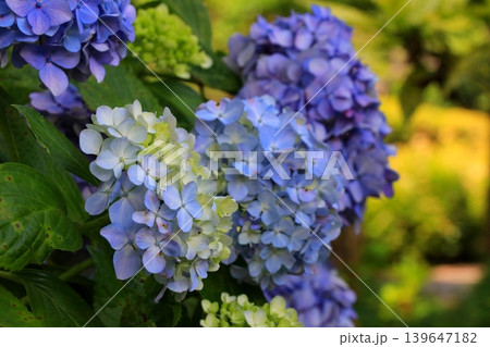青い紫陽花 青い紫陽花 139647182