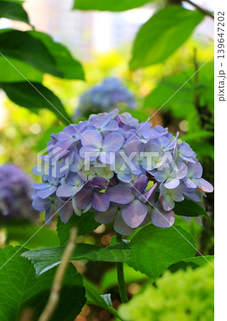 青い紫陽花 139647202