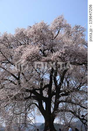 わに塚の桜 わに塚の桜 139647206