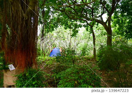 A tent in a public park with trees. A tent in the forest. Nature Park scene, leisure activity. 139647223