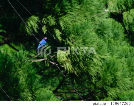 飛翔する森の宝石ブッポウソウ 飛翔する森の宝石ブッポウソウ 139647260