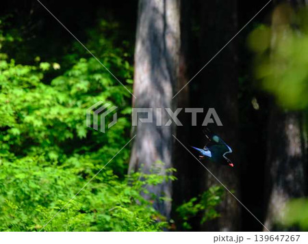 飛翔する森の宝石ブッポウソウ 139647267