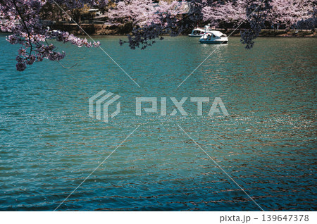 【臥竜公園】池に舞い散った桜の花びらとスワンボート【須坂市】 【臥竜公園】池に舞い散った桜の花びらとスワンボート【須坂市】 139647378