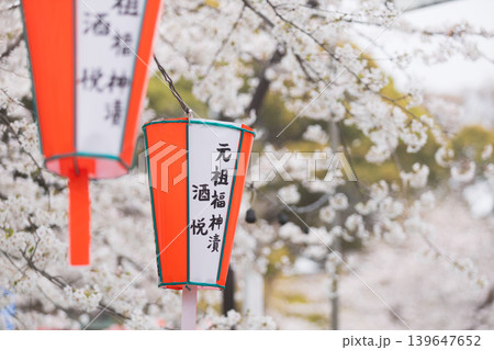 Japanese lanterns and cherry blossoms create a festive spring atmosphere Japanese lanterns and cherry blossoms create a festive spring atmosphere 139647652