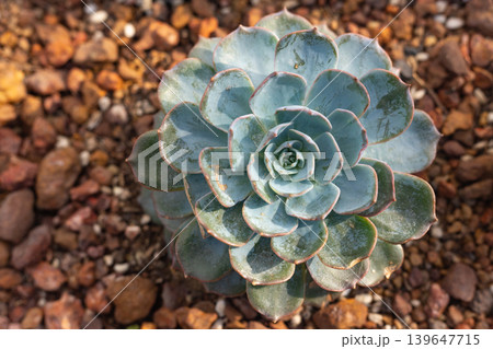 Close-up overhead view of a beautiful blue-green succulent plant with layered petals Close-up overhead view of a beautiful blue-green succulent plant with layered petals 139647715