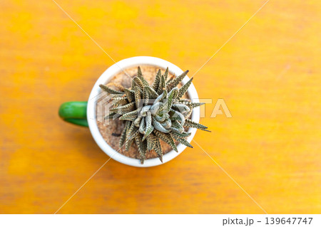 Top view of a striped succulent plant in a white pot on a wooden table Top view of a striped succulent plant in a white pot on a wooden table 139647747