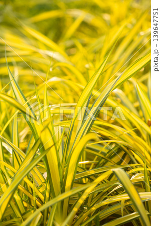 Bright yellow and green striped ornamental grass blades in sunlight Bright yellow and green striped ornamental grass blades in sunlight 139647751