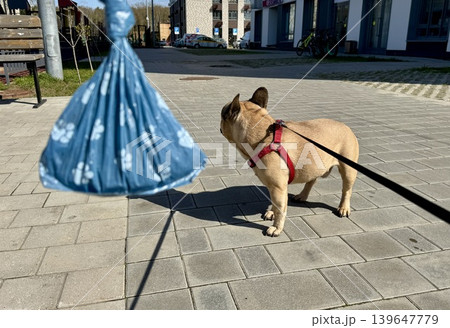 Bags for pet excrement on the background of a French bulldog dog. High quality photos. High quality photo 139647779